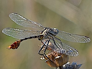 Male Flag-tailed Spinyleg - Hagenius brevistylus